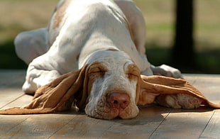 white and brown short coated dog